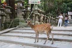 【日本】富士山静冈周游券mini全攻略路线分析自