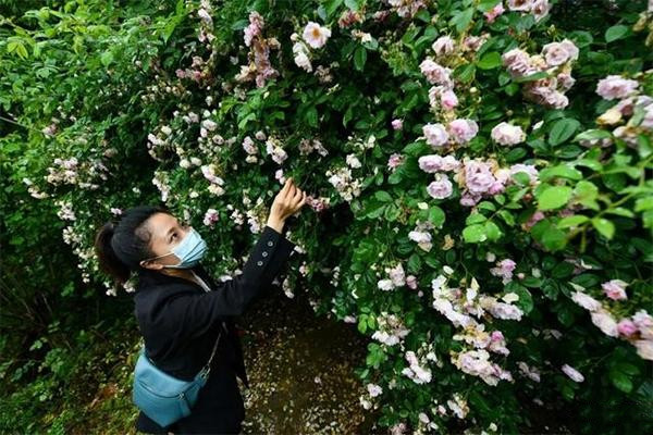 重庆綦江玫瑰园赏花时间 地址-交通指南