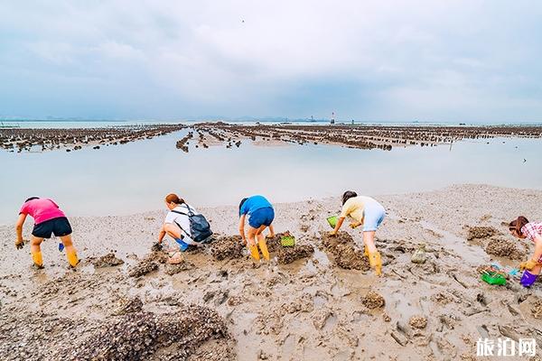 厦门赶海抓海鲜的地方潮汐表小嶝岛赶海旅游攻略