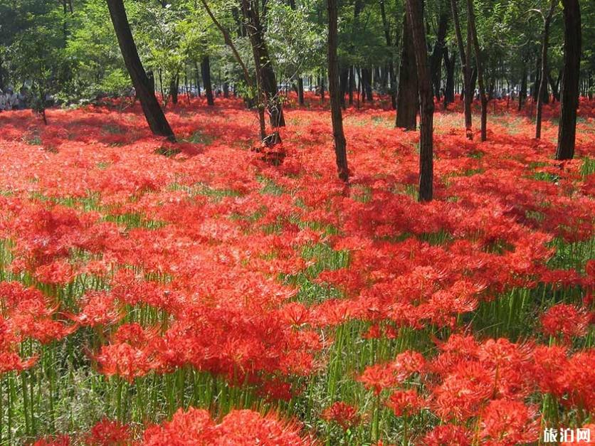 日本秋冬去哪赏花 日本秋天开什么花