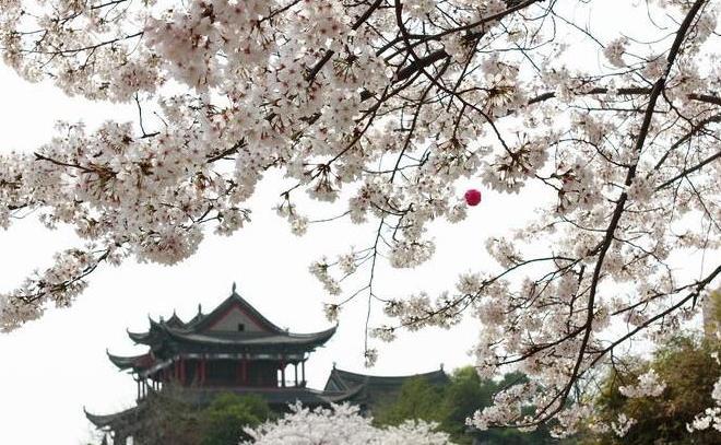 2018年武汉大学的樱花开多久 持续多长时间