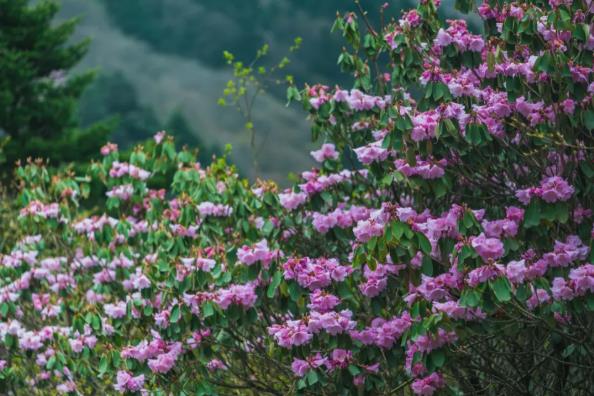 全国征集“神农架高山杜鹃花”摄影作品通告