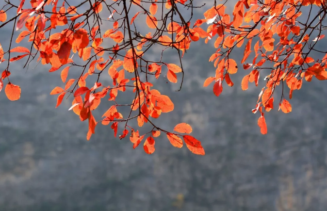 巫山红叶什么时候看最合适 巫山观赏红叶小贴士