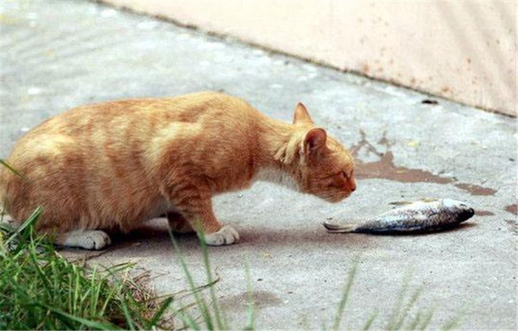 猫咪爱吃鱼，它们吃鱼时也可能被鱼刺卡到吗？