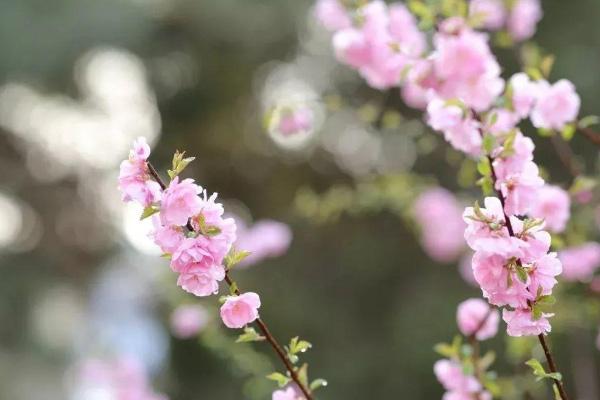 2021北京五月可以赏花的地方-北京赏花时间表