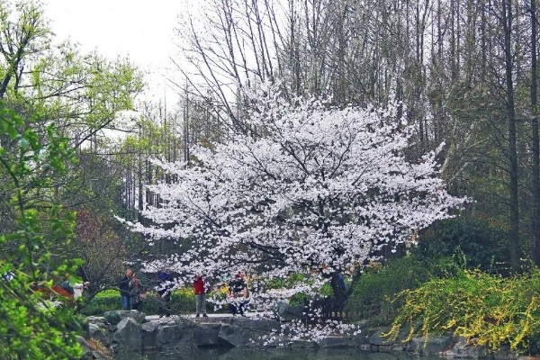 2021上海植物园樱花什么时候开及最佳赏樱地点