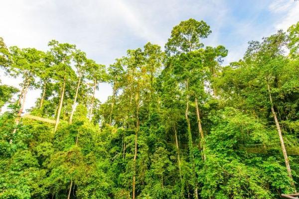 西双版纳热带雨林自然保护区门票价格及游玩攻略