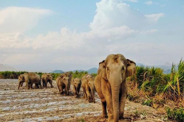 云南大象迁徙路线图_云南大象走到哪里了