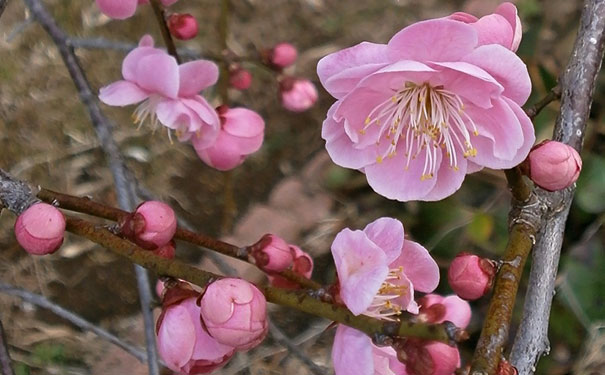 中国赏梅花最好的地方 赏梅花哪里最好