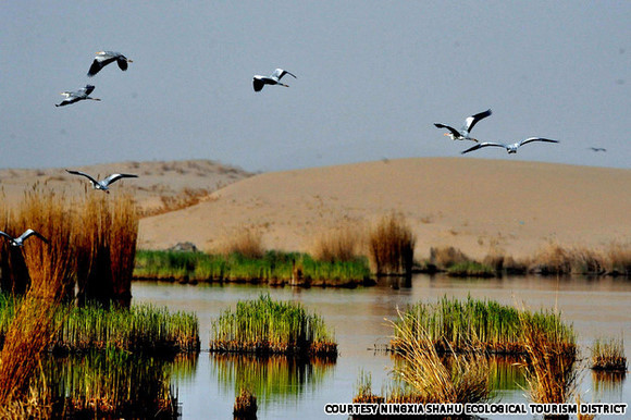 宁夏沙湖：中国观鸟的首选之地