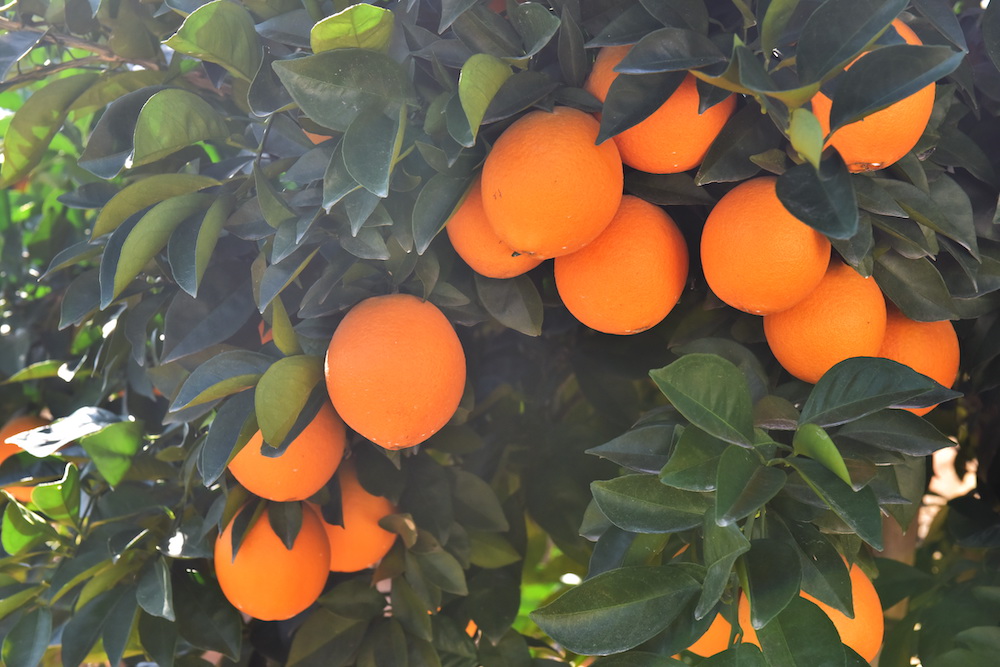 江西赣州信丰县安西镇脐橙园，金黄色的脐橙挂满了枝头。  视觉中国 图