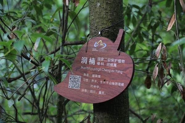 景区的树木标志