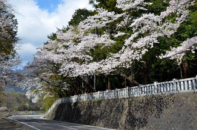 日本小众景点看樱花，景色美还免费，这样的浪漫花海会把人看哭