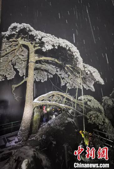 安徽黄山光明顶累计积雪深度11cm，古树名木无损伤